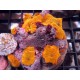 Soft Corals