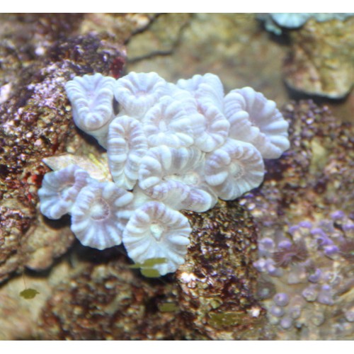 Blue Candy Cane Coral (Caulastrea furcata sp.)