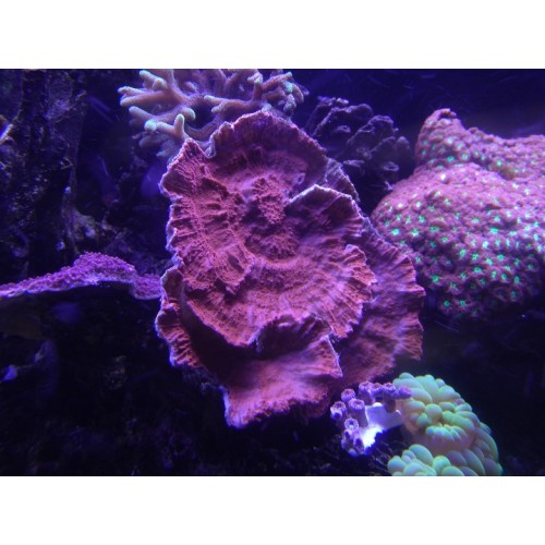 Orange Monti Cap (Montipora capricornis)